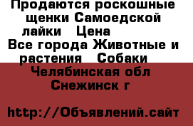 Продаются роскошные щенки Самоедской лайки › Цена ­ 40 000 - Все города Животные и растения » Собаки   . Челябинская обл.,Снежинск г.